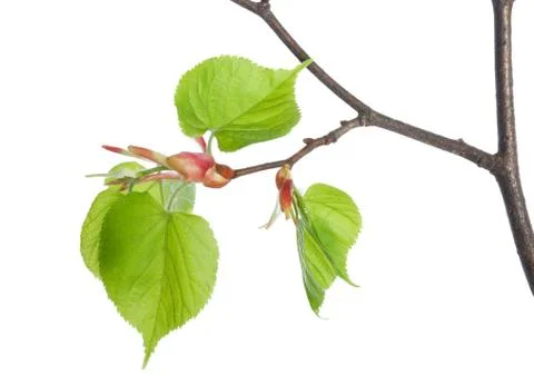 Lime tree Foto stock