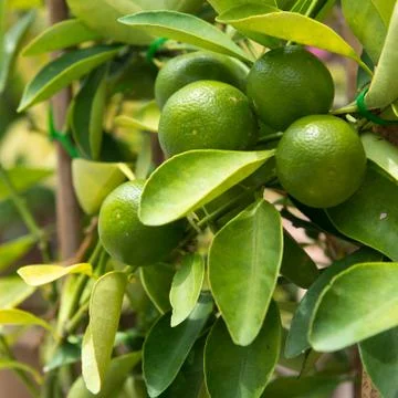 Lime on tree Stock Photos