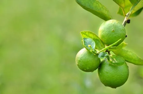 Lime on a tree Foto stock