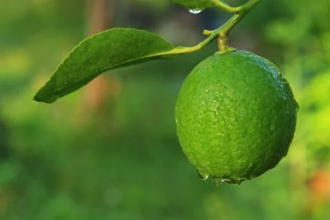 Lime on tree 스톡 사진