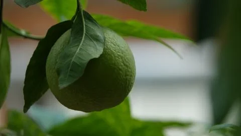 Lime on a tree Stock Photos