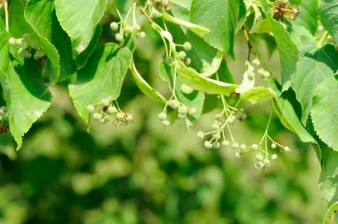 Lime tree Foto stock