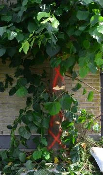 Lime tree Stock Photos