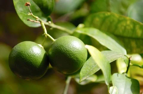 Lime tree Stock Photos