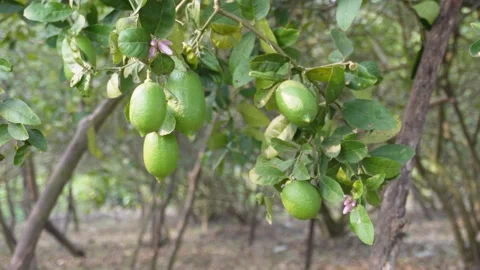 Lime Tree with Purple Blossoms 스톡 동영상 333415641