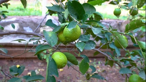 Lime tree in summer garden. Stock Footage 122438476
