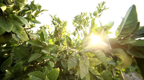 Lime Tree with Sun Stock Footage 29664239