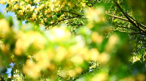 Lime Tree on sunlight 04a Stock Footage 832228