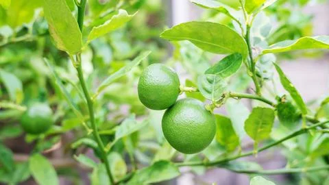 Lime tree in a vegetable garden. Stock Photos