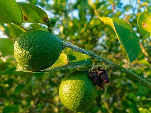 Lime trees affected by white-fly parasite 库存照片
