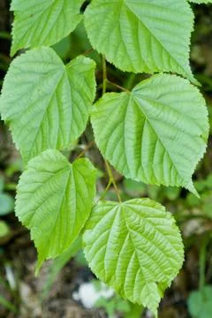 Lime twig Stock Photos