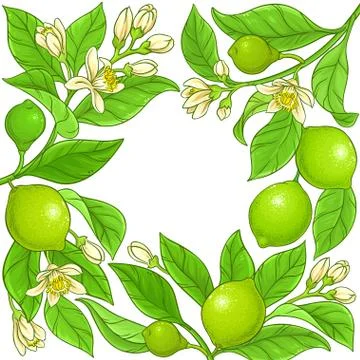 Lime vector frame Stock Illustration