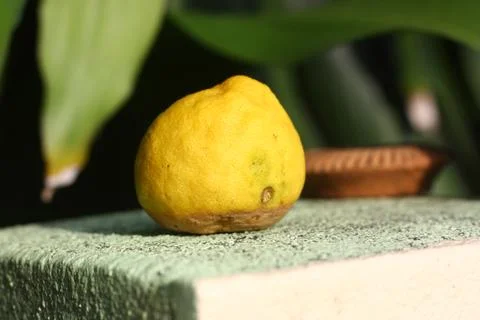 Lime on the wall Stock Photos