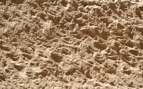 Lime wall textured surface. Close-up Stock Photos