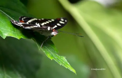 Limenitis camilla Stock Photos