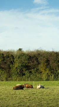 Limerick Stockfoto's