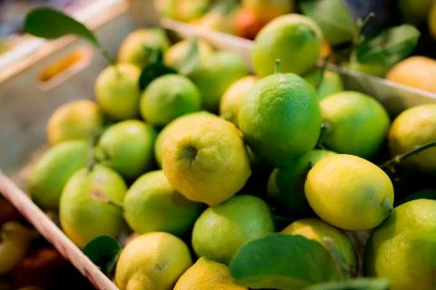 Limes in Florence Stock Photos
