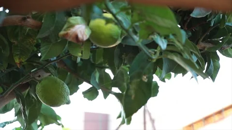 Limes growing on tree branch close up shot with leaves lightly blowing waving Stock Footage 252152658