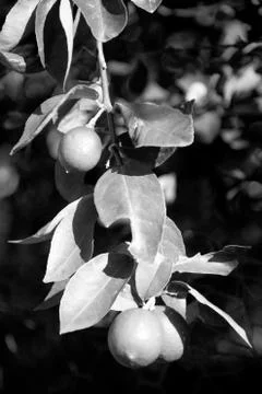 Limes on tree Stock Photos