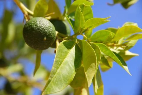 Limes on tree Foto stock