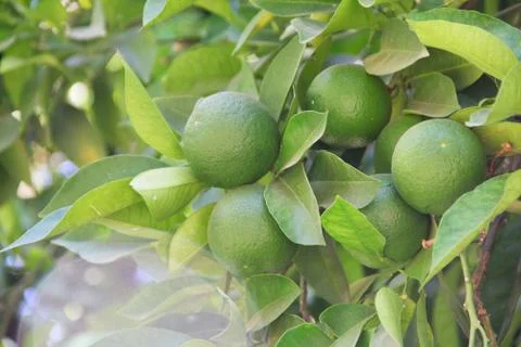 Limes on tree 스톡 사진