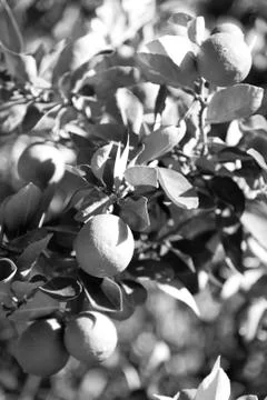 Limes on tree Foto stock