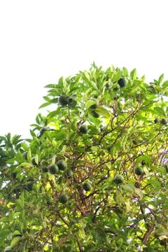 Limes on tree Stock Photos