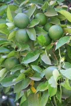 Limes on tree Foto stock