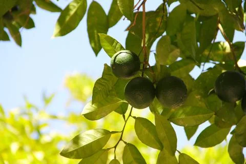 Limes on tree 스톡 사진