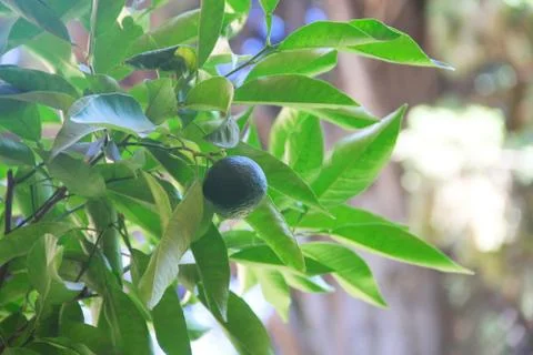 Limes on tree Stock Photos