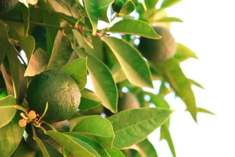 Limes on tree Stock Photos