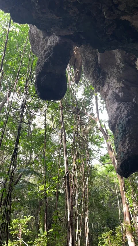 Limestone Cave Opening Into Tropical Gully Forest with Hanging Vines Barbados Stock Footage 339630818