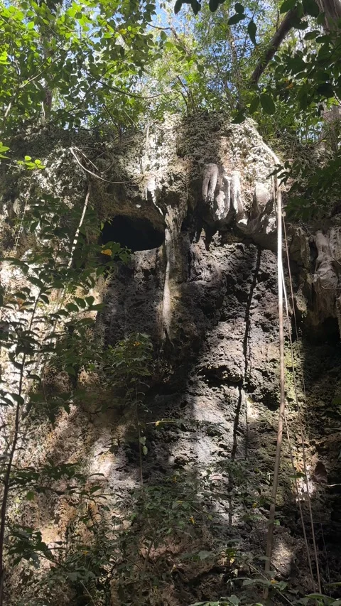 Limestone Cave Rock Formation Tropical Gully Forest Barbados Caribbean Stock Footage 339630831