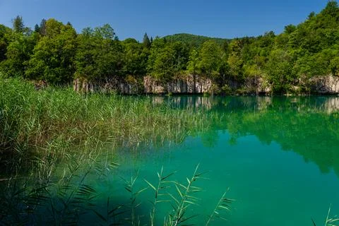 Limestone cliff and forest mirrored in still emerald lake with reeds, Plitv.. Foto stock