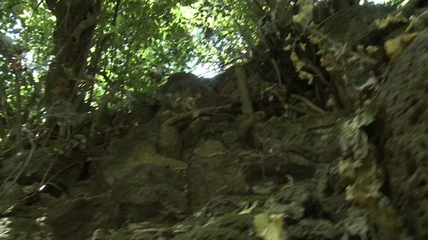 Limestone cliffs on Banias Spring. Hermon. Golan. Israel. 206-0495-01 스톡 동영상 78774819