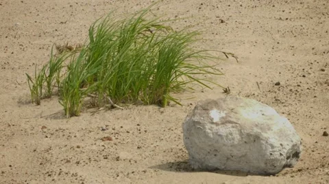 Limestone lying on the sand Stock Footage 40147013
