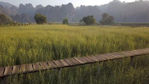 Limestone mountain range with Sunn hemp flower field travel attraction in Noe Stock Footage 104000745