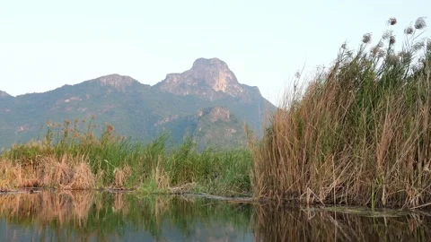 Limestone mountain with rock cliff with green forest and reed field in lake Stock Footage 132853262