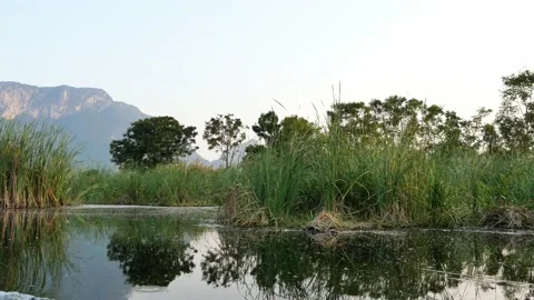 Limestone mountain with rock cliff with green forest and reed field in lake Stock Footage 132853439