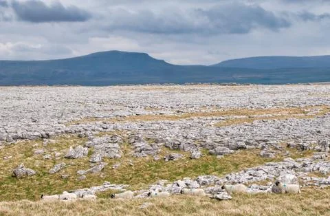 Limestone pavement - an area of limestone eroded by water - Yorkshire, UK 스톡 사진