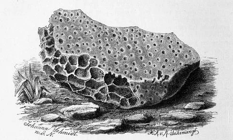Limestone perforated by the boring sponge Vioa celata Historic digitally Stock Illustration