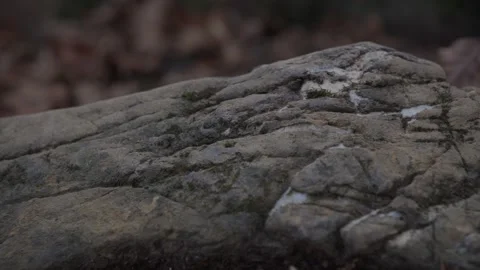 Limestone Rock with Moss and Fallen Leaves in Forest Stock Footage 289639143