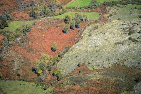 Limestone rock rises to the surface next to ground covered with reddish ferns Stock Photos