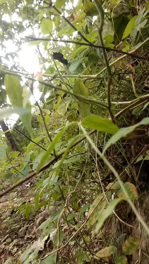 Limestone surface. The trunk looks slender hanging among the dry leaves Stock Footage 327453044