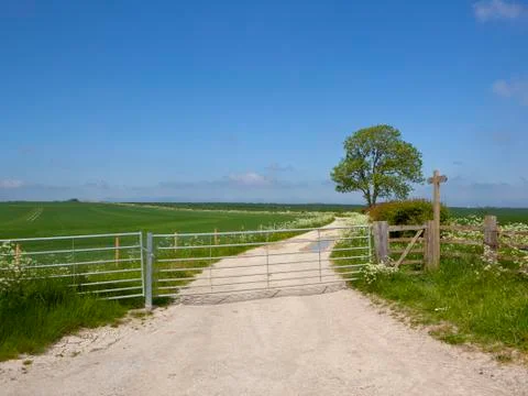 Limestone track and ash tree Stock Photos