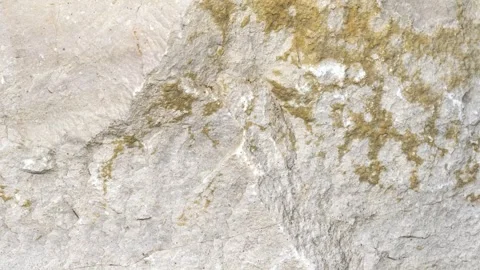 Limestone with visible details. background or texture Stock Footage 313879678