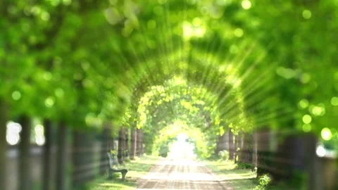 Limetree arch with sunbeam animation 動画素材 273059085