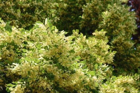 Limetree blossom in springtime Stock Photos