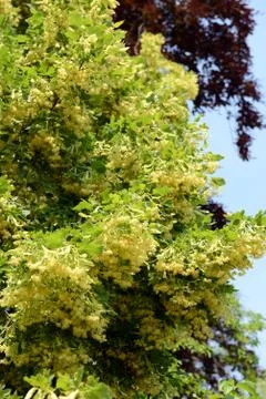 Limetree blossom in springtime Stock Photos