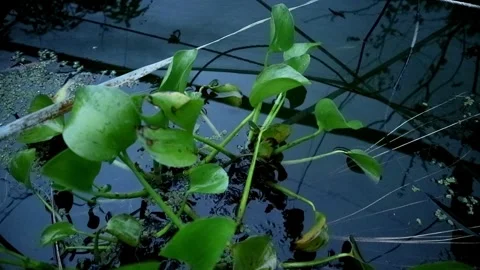 Limnocharis flava plant Stock-Footage 331816288